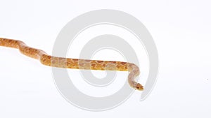 Tiger Python molurus bivittatus morph albine burmese in white background. Slow motion