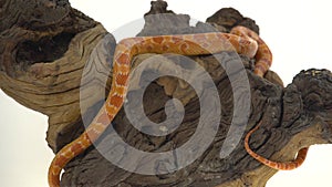 Tiger Python molurus bivittatus morph albine burmese on wooden snag in white background