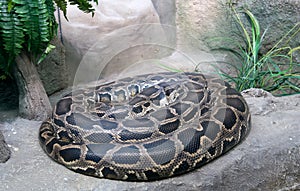 Tiger python