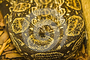 Tiger Python (python molurus bivittatus)