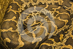 Tiger Python (python molurus bivittatus)