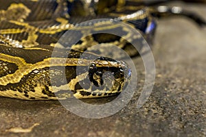 Tiger python, Python molurus closeup snake