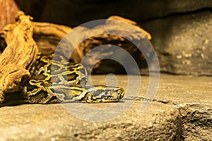 Tiger python, Python molurus closeup snake