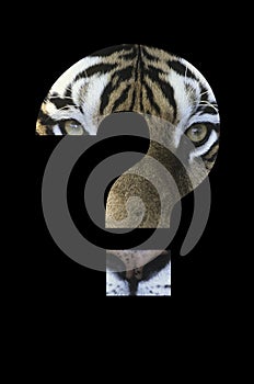 Tiger in question mark over black background