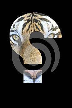 Tiger in question mark over black background