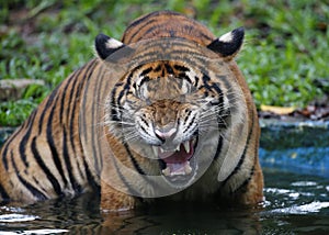 A Tiger reacts at zoo area in Kuala Lumpur