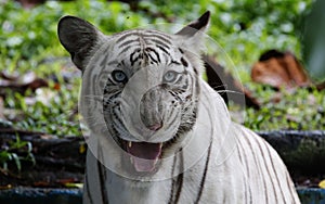 A Tiger reacts at the zoo area in Kuala Lumpur