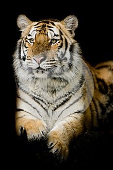 A tiger ready to attack