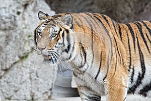 A tiger ready to attack looking at you