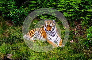 Tiger relaxing in the grass. photo