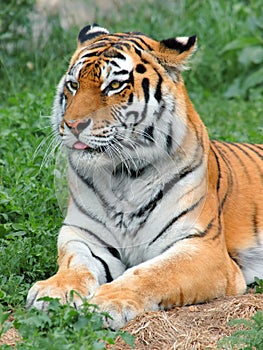 Tiger at rest