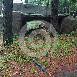 TIGER AT REST IN SAFARI PARK 2