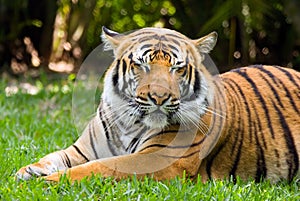 Tiger Resting 20