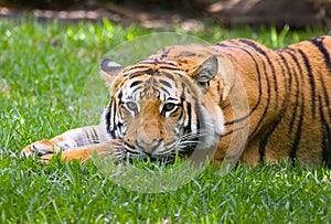 Tiger Resting