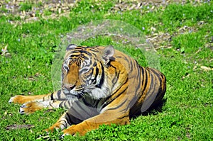 Tiger resting