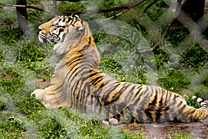 Tiger resting behind fence