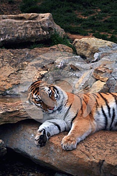 Tiger Resting- closeup