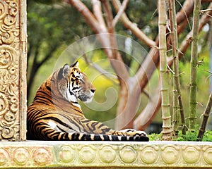 Tiger Resting in a Garden