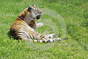 Tiger Resting on Grass