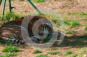 Tiger Resting On The Grass In Safari Zoo