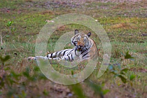 Wild Bengal Tiger resting on green grass in the jungle