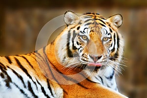 Tiger photo