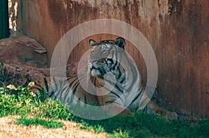 Tiger Resting Next To A Brown Building In Safari Zoo