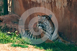 Tiger Resting Next To A Brown Building In Safari Zoo