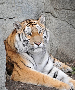 Tiger Resting on Rocks