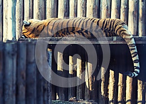 Tiger resting on a wood shelf