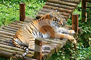 Tiger resting