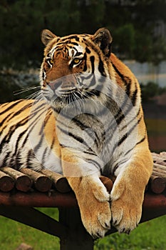 Tiger resting on a wooden platform in the zoo