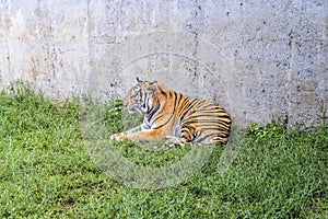 A tiger is resting on the zoo