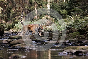 Tiger in the creek. Tiger runs behind the prey. Hunt the prey in tajga in summer time. Tiger in wild summer nature. Action wildlif photo
