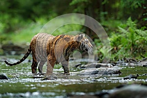 Tiger in the river. Tiger action wildlife scene, wild cat, nature habitat. Tiger running in water. Danger animal, tajga in China.