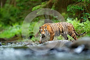 Tiger in the river. Tiger Action wildlife scene, wild cat, nature habitat. Tiger running in water. Danger animal, tajga in Russia. photo