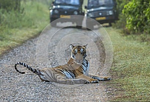 Tiger road block, Panthera tigris, Dhikala, Jim Corbett National Park, Nainital, Uttarakhand, India photo