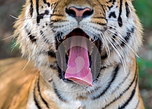 Tiger roaming wild.