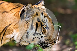 Tiger roaming wild.