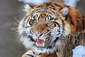 Tiger roar