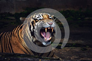 Tiger Roar Warning Attack