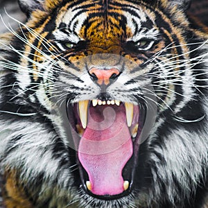 Tiger roar growling photo