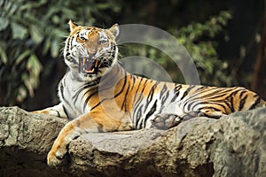 Tiger roar sleeping
