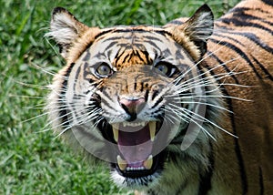 Tiger roaring green backround whiskers snarling