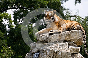 Tiger on the rock