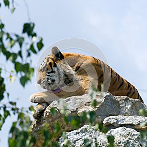 Tiger on the rock, lick