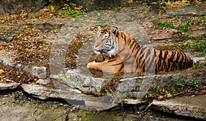 tiger on the rock resting and lookin careful alert in front on visitors in zoo