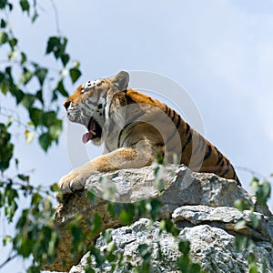 Tiger on the rock, yawn