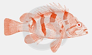 Tiger rockfish in side view