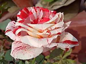 Tiger Rose red white mix